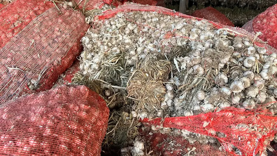 Red mesh bags filled with garlic, ready for shipping