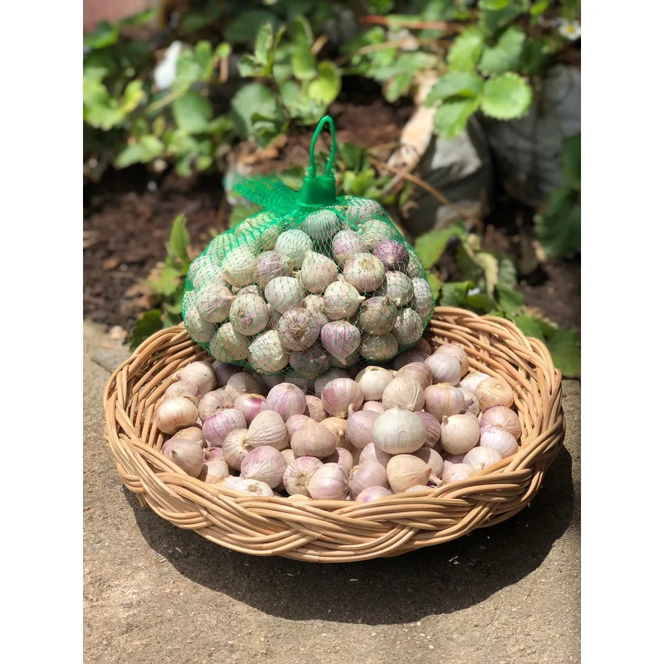Solo garlic