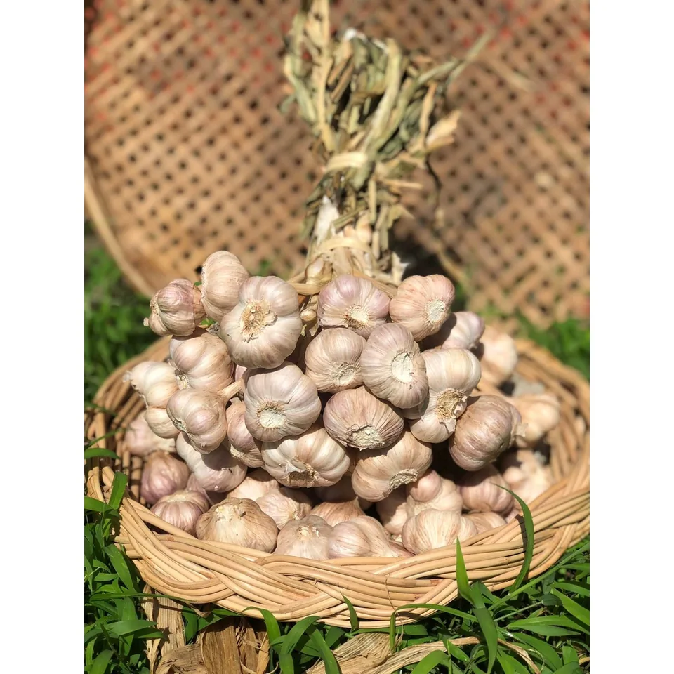 Thai garlic · tied bundles