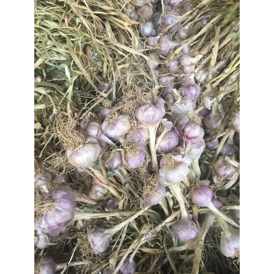 Thai garlic · pueng