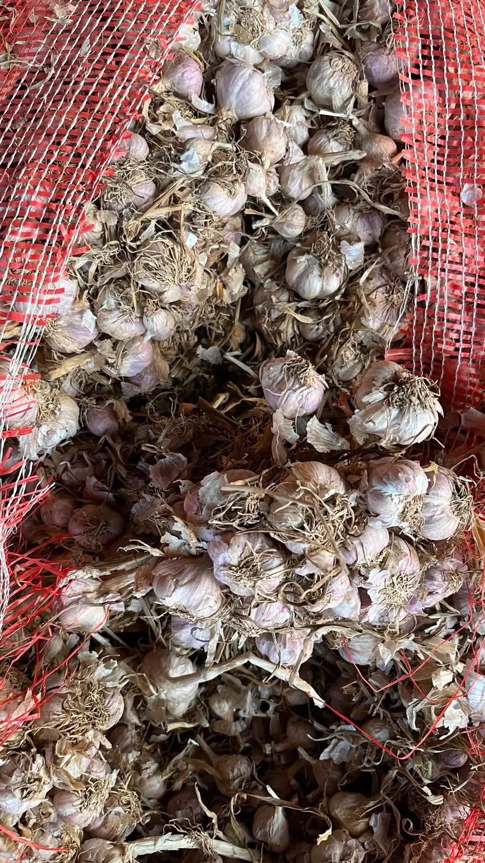 Bundles of dried garlic with roots and stems
