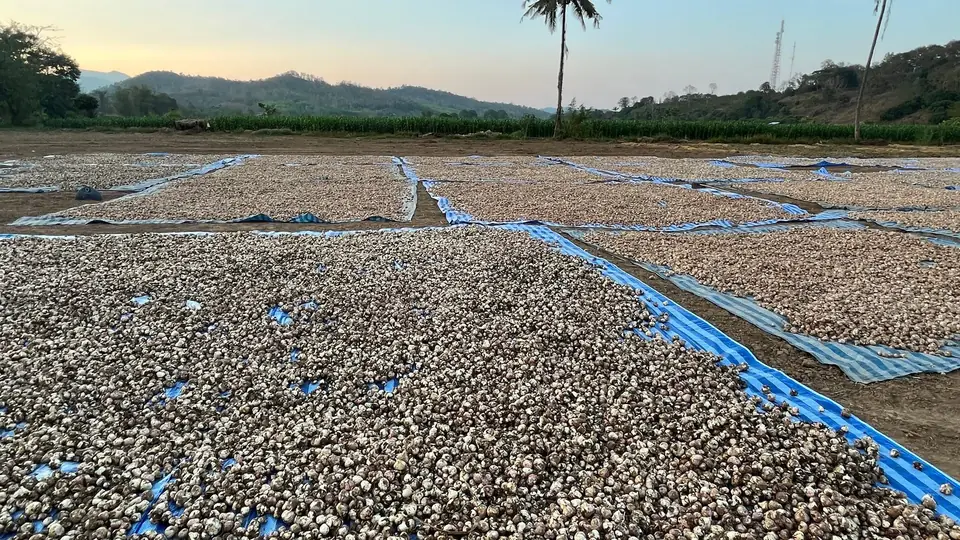 Garlic spread across a large drying yard at dusk