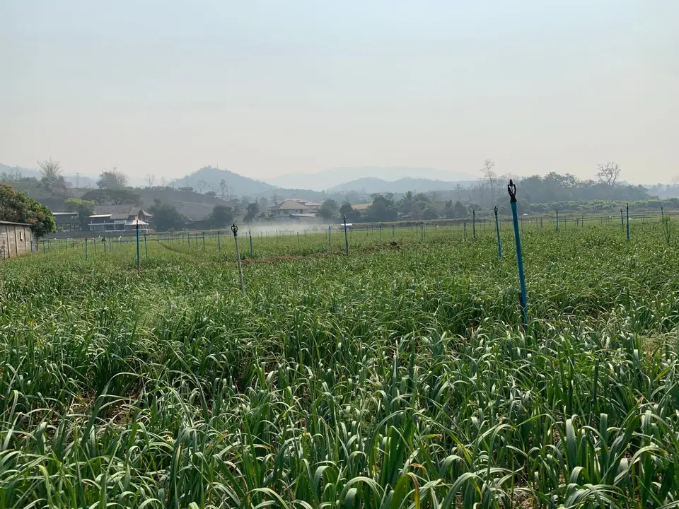 Rows of green garlic plants in a field, with the misty hills of Chiang Dao behind