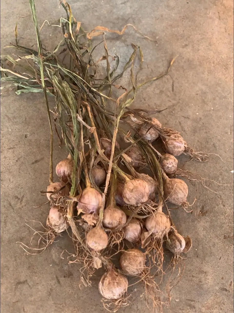 A bundle of freshly harvested garlic with long roots, laid on bare ground