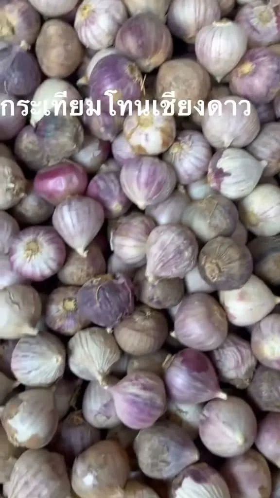Jumbo solo garlic bulbs from Chiangdao Garlic’s Facebook post.