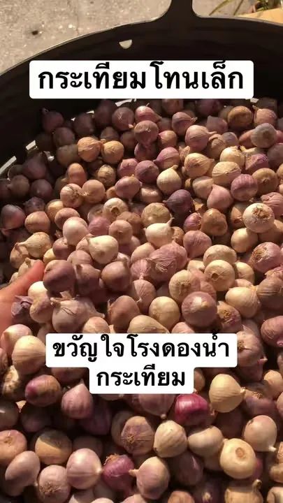กระเทียมโทนเล็กในมือและในตะกร้า จากโพสต์เรื่องกระเทียมสำหรับดอง