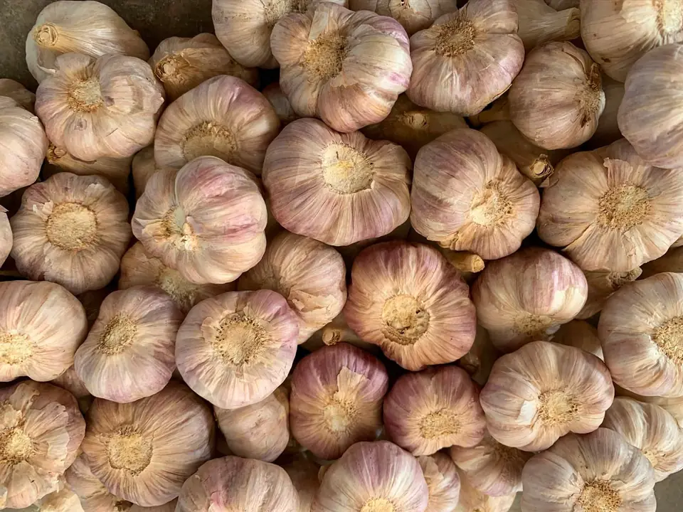 A pile of pink and white Thai garlic bulbs